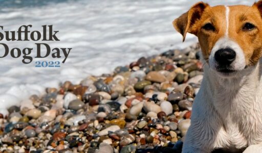 Jack Russell on pebble beach